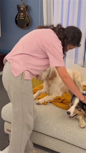 What to do when leaving your dog alone?