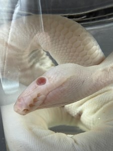 Pathological Ball Python Hatchling Wet Specimen - Etsy