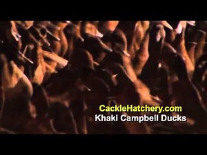 Khaki Campbell Ducks Breed (Breeder Flock) | Cackle Hatchery