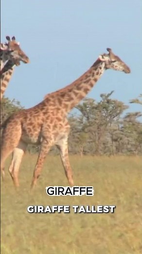 Top 5 Giant Animals in the World