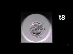 MIRI® TL | Time-Lapse Annotation of an Embryo | Esco Medical
