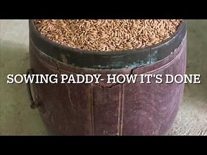Sowing Paddy: Paddy Cultivation