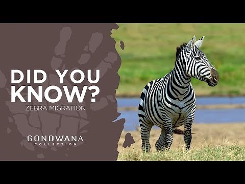 Burchell’s Zebra Migration In Namibia