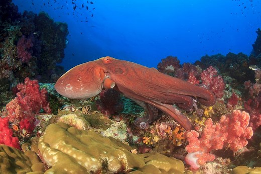 7 Clever Behaviors of Octopuses