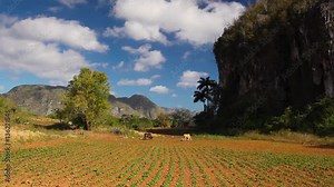Famous Cuba farmland tobacco area, Valley de Vinales, Pinar del Rio, Cuba.