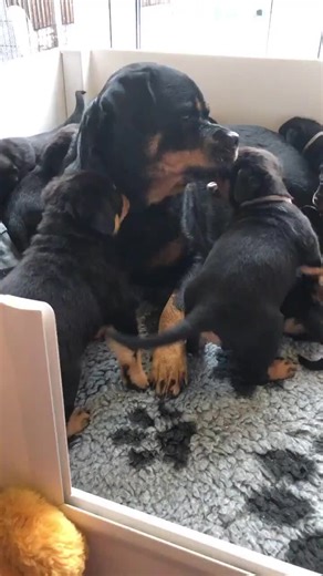 How my rottweiler puppies are raised in the home, with love 🥰 #Shorts #rottweiler #dogs Credits to @vonnbela_rottweilers | Rottweiler Life