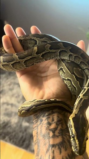 Don't Try This With A Wild Rock Python! ⚠️🐍