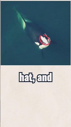 orca salmon hat is back after 37 years #whale #dolphin #orca #facts #oceanmysteries