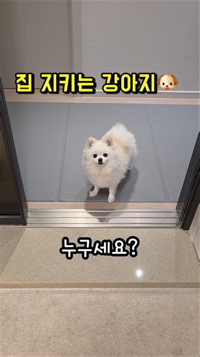 집 지키는 강아지의 치명적인 약점🤣 #강아지 #웃긴강아지 #귀여운강아지