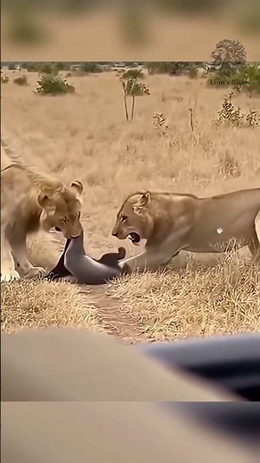 Honey Badger Fights Two Lions and Survives! #wildlife #animals