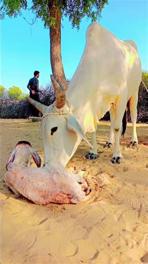 Peaceful Moments with Beautiful Cows