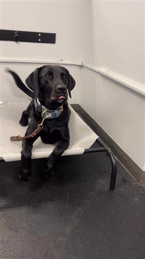 It's #TrainingTuesday! These pups are showing off their patience and impulse control!🐶✨ Training is a big part of what we do here - from basic manners to advanced skills, we help dogs learn in a fun, structured environment.🐾 Want a well-mannered dog like this?🧠💪 Ask us about our training programs! | Sled & Breakfast