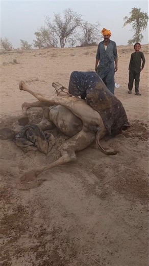 الجمل يبحث عن البرودة فوق الرمال ومالكته تساعده بطريقة مدهشة 😳🐪✨