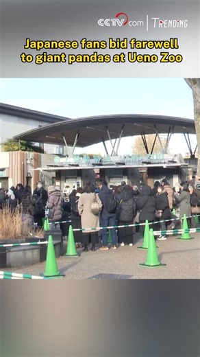 CCTV on Instagram: "A pair of twin giant pandas at Ueno Zoo are set to return to China in late January, marking the first time in nearly half a century that Japan will have no giant pandas. Large numbers of devoted panda fans have flocked to the zoo to bid farewell to the beloved animals. #Trending #ChorusofLife"