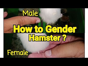 How to Gender Hamster at 1 month and half old?