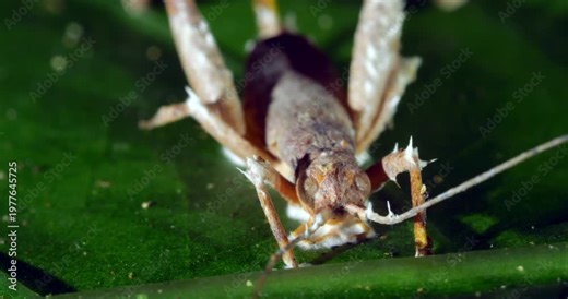 Cordyceps fungus parasitizing a cricket. The fungus alters the behaviour of its host so it dies in a high place optimum for spore dispersal. In Napo province, Ecuador