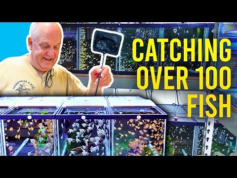 Selling Hundreds of Fish - Day in the Life of a Master Breeder!