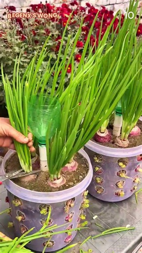 Smart farmers harvest spring onions in narrow plots using simple tools #shorts