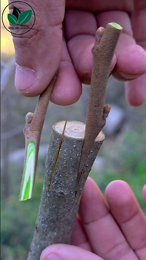 Grafting plants | Best grafting techniques | Grafting examples #graftingtechniques #budding #bonsai