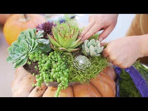 Succulent Pumpkin Planter DIY