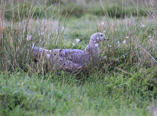 Cape Barren Goose