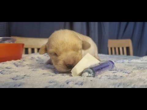 Vets recommend this puppy feeding method over bottles