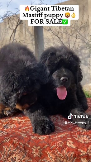 zoo_sumqayit on TikTok