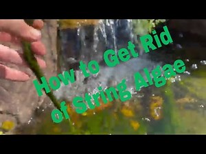How to get rid of string Algae