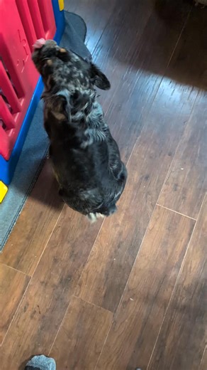 Ashe is expecting Elroy Jetson babies this weekend. She's doing great at this time but wish her luck for a happy and healthy delivery. #fluffyfrenchbulldog #frenchbulldog #fluffyfrenchie #frenchie | Next Level Bulldogs