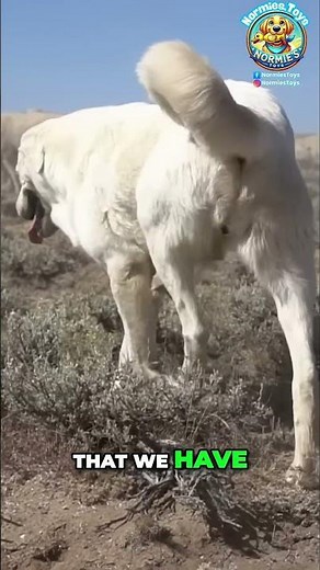 Guard Dogs: Protecting Sheep From Coyotes