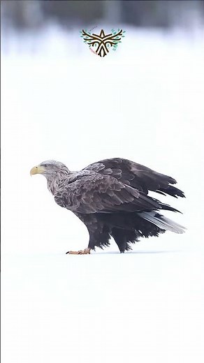 🦅 The White-Tailed Eagle – power, grace, and the spirit of freedom 🦅
