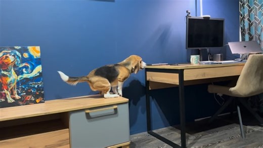 awesome_beagle | #бигль #beagle Спотя - хулиганка😂😈 | Instagram