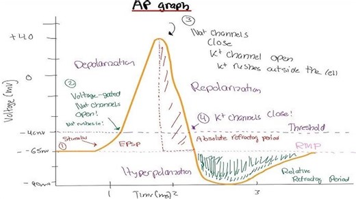 动作电位的组成及机制