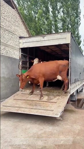 Loading Livestock: The Art of Transporting Cattle Efficiently