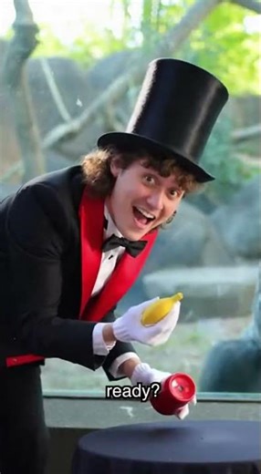 Gorilla LOL Magic Prank 🙈 #gorilla #gorillatag #funny