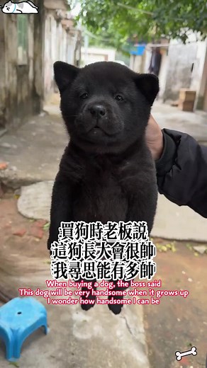 中華田園犬：護院看家的溫順犬種