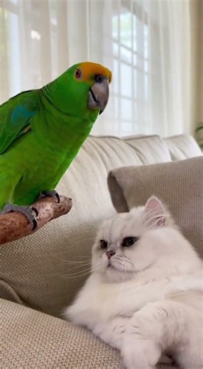 When the parrot becomes the main character without auditioning. #youtubeshorts #funny #talkingparot