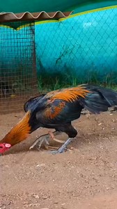 42K views · 1.5K reactions | #toponecock #javamurga #aseellovers #bigrosters #fb | Afreen Begum | Facebook