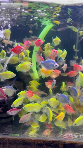 ❤️ #arowana #aquarium #fishkeeping #aquascape #viral #fishshorts #trending #guppyfish #breeding #og