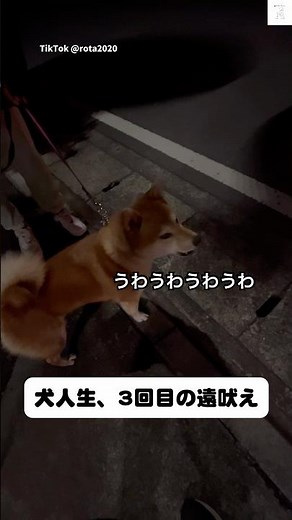 柴犬の遠吠え、なぜか『うわうわうわ』　#柴犬　#犬　#遠吠え　#犬のいる暮らし #柴犬のいる暮らし