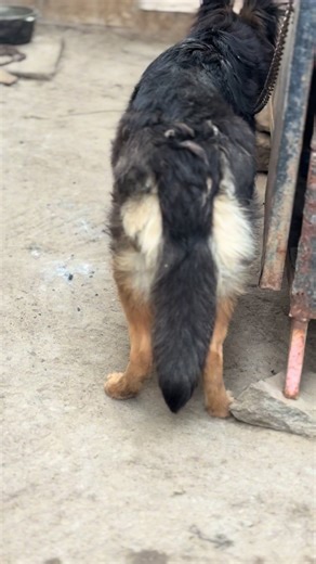 Adorable Dogs with Stunning Looks