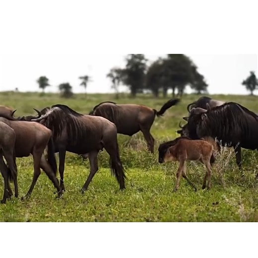 8.3K views · 58 reactions | A wildebeest gives birth to its new baby...