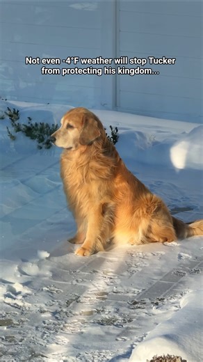 A majestic king endures all seasons 🦁