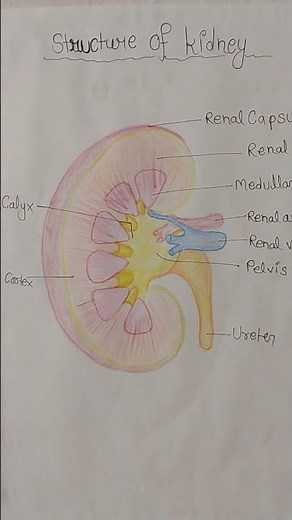 structure of kidney