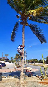 8.6K views · 70 reactions | Caught some interesting footage walking back to the car on Palm Beach. Cocoman in action! He got plenty, and came down safely. | Aruba Smart Map | Facebook