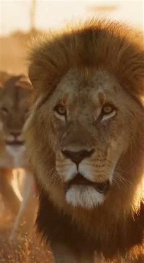 “Closest Lion Encounter Ever Caught on Camera!”