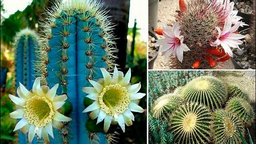 Types of Cacti, their Characteristics and Classification ▷➡️ Postposmo