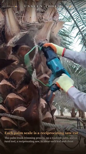 Palm-Trunk Trimming Process up a Roadside Palm using a Rural Tool #process #worker