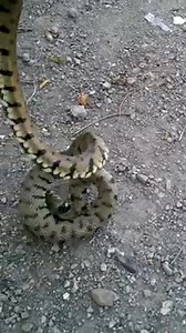 La Biscia (Natrix natrix) che si finge morta - Grass Snake playing dead Molti animali, come extrema ratio in caso di pericolo incombente, si fingono morti per evitare di essere attaccati o predati...in alcuni casi questa "pantomima" è davvero realistica, da Premio Oscar! Questo fenomeno si chiama tanatosi. La tanatosi, dal greco "thanatos" (θάνατος) col significato di morte, è un comportamento messo in atto da alcuni animali, che comporta irrigidimento totale del corpo in seguito ad una situazio
