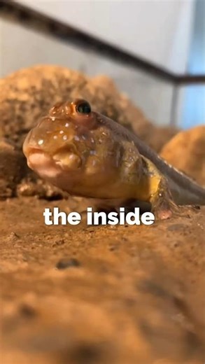 "This Fish Lives Outside Water" #shorts #animals #wildlife